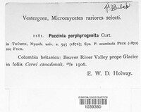 Puccinia porphyrogenita image
